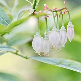 ブルーベリーの花